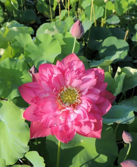 Deepest Loving Lotus <br> Medium / Spectacular, Deep-Red!
